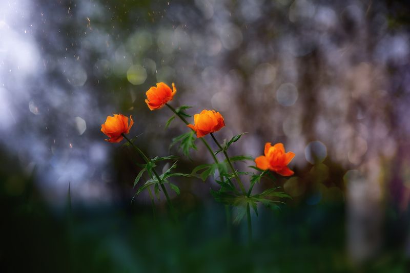 цветы природа огоньки  trollius flowers nature К Светуphoto preview