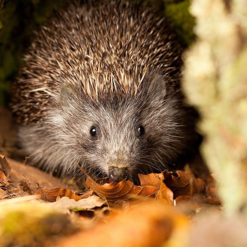 Hedgehog фото превью