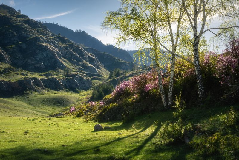 алтай, горный алтай, пейзажи алтая, онгудайский район, маральник, весна на алтае, горы, весенний алтай, рододендрон ледебура, весна в горах Тени весныphoto preview