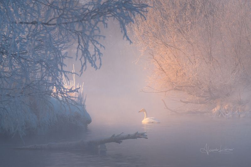 лебеди, алтай, зима Морозное тепло... фото превью