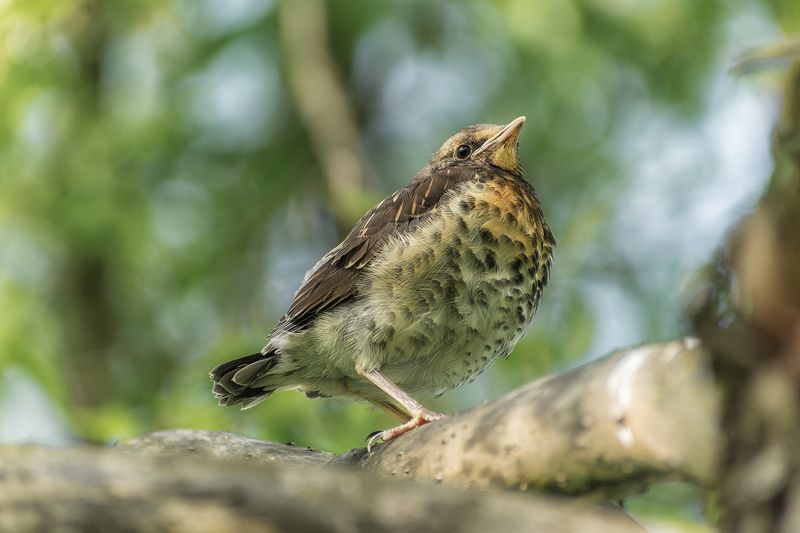 греется    улицыphoto preview