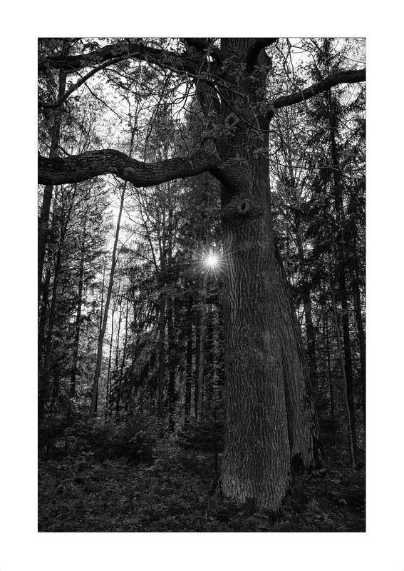 Вечерний лесphoto preview