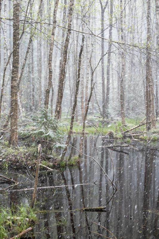весна, лес, снег Последний снегphoto preview