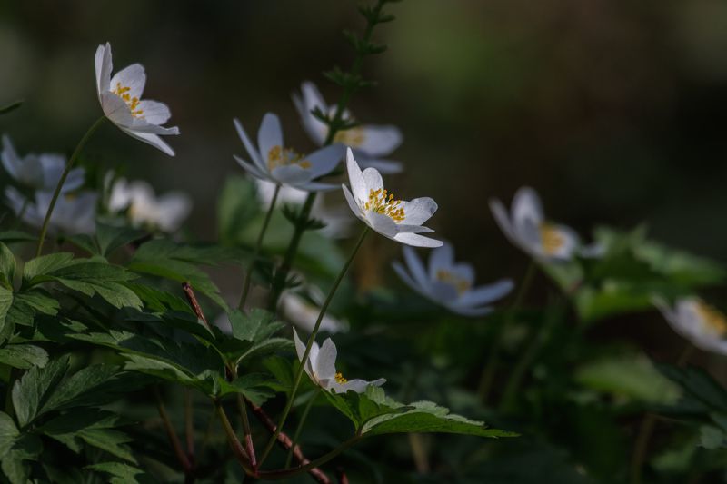 весна, цветы, цветение, ветренница, лес, зелень Стремление к свету фото превью