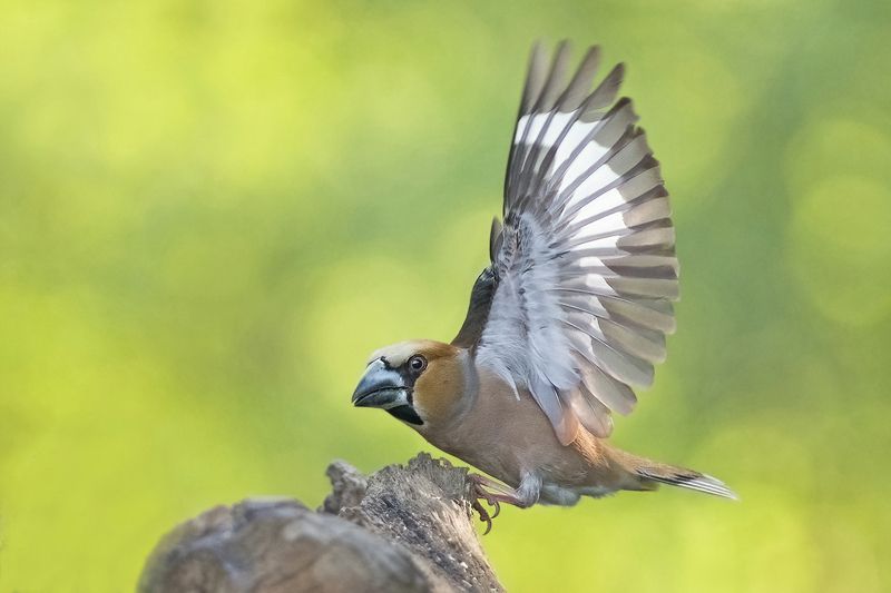 Дубоносphoto preview