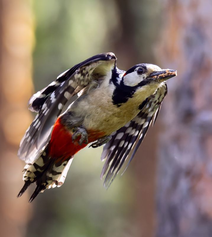 большой пестрый дятел, фото птиц, птицы Большой пестрый дятел.photo preview