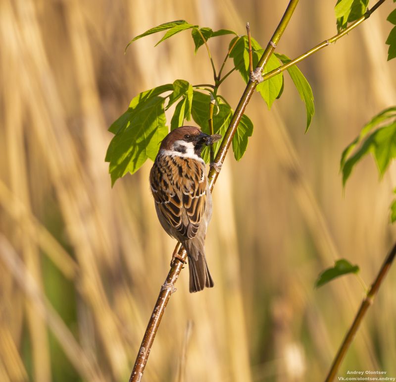 солнце, россия, рассвет, природа, подмосковье, погода, пейзажи, пейзаж, отражение, наукоград, красота, дубна, вода, весна, weather, water, spring, russia, reflection, naukograd, nature, moscow, landscape, dawn, canon, dubna, beauty Полевой воробей. фото превью