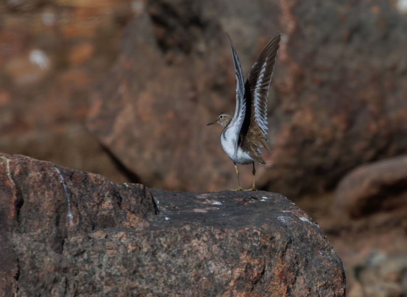 птица кулик перевозчик крылья камни скалы Куликовый мотылекphoto preview