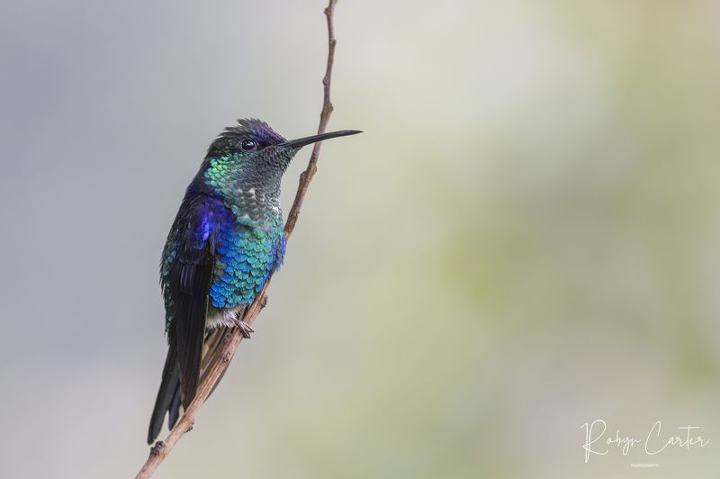 nature, birds, hummingbird, honduras Crowned Woodnymphphoto preview