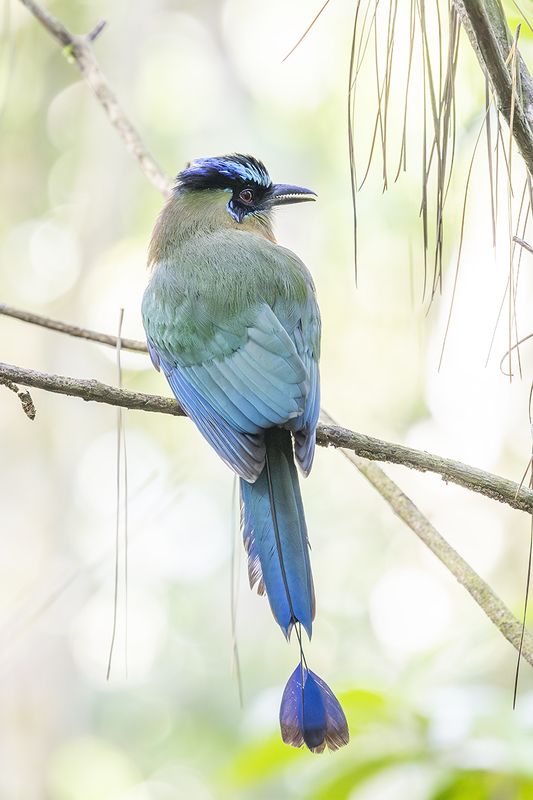 nature, birds, lessons motmot, motmot, honduras, luna del puente Lessons Motmotphoto preview