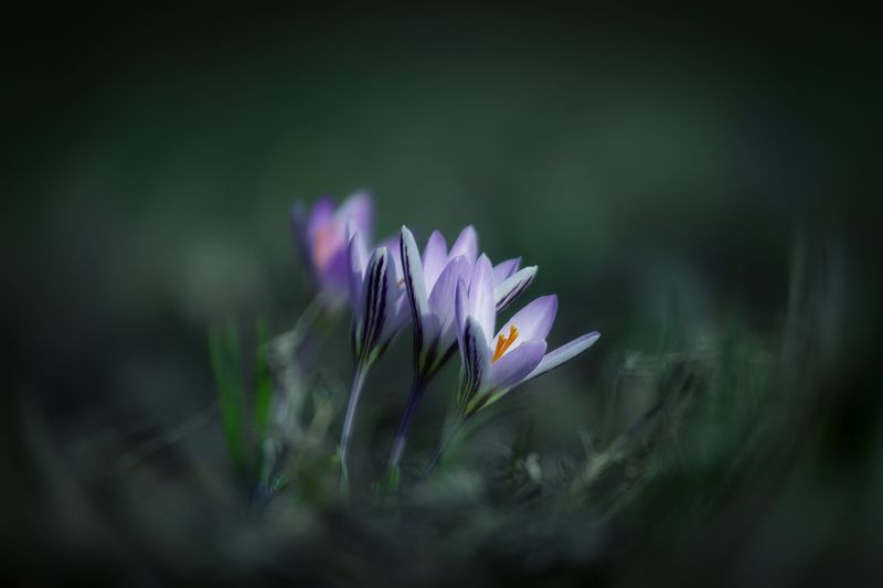 шафран, крокус, первоцветы, цветы, flowers, primulas, crócus reticulátus Сrocus reticulatusphoto preview