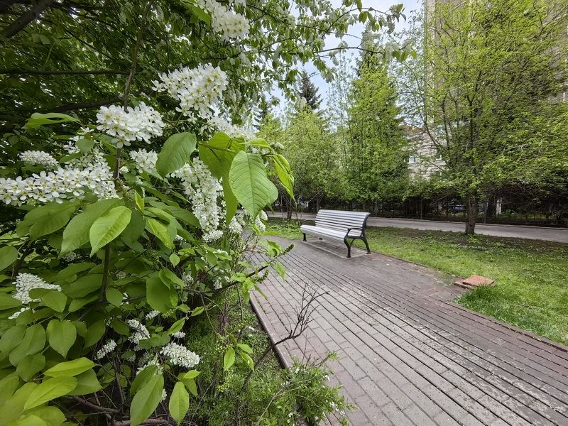 весна,город.черёмуха,скамейка Черёмуха в сквереphoto preview