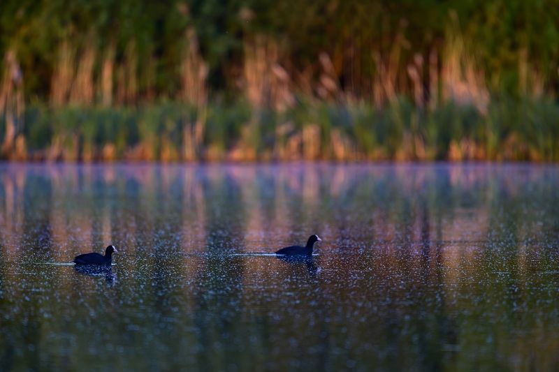 Утро в стиле Монеphoto preview