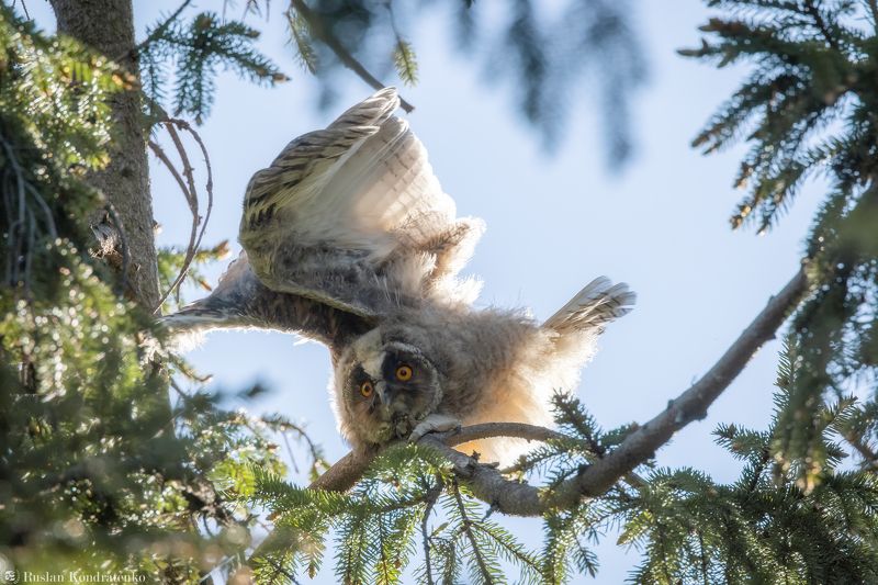 ушастая сова, слёток, слеток, птенец Слёток ушастой совыphoto preview