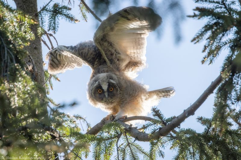 ушастая сова, слёток, слеток, птенец Слёток ушастой совыphoto preview