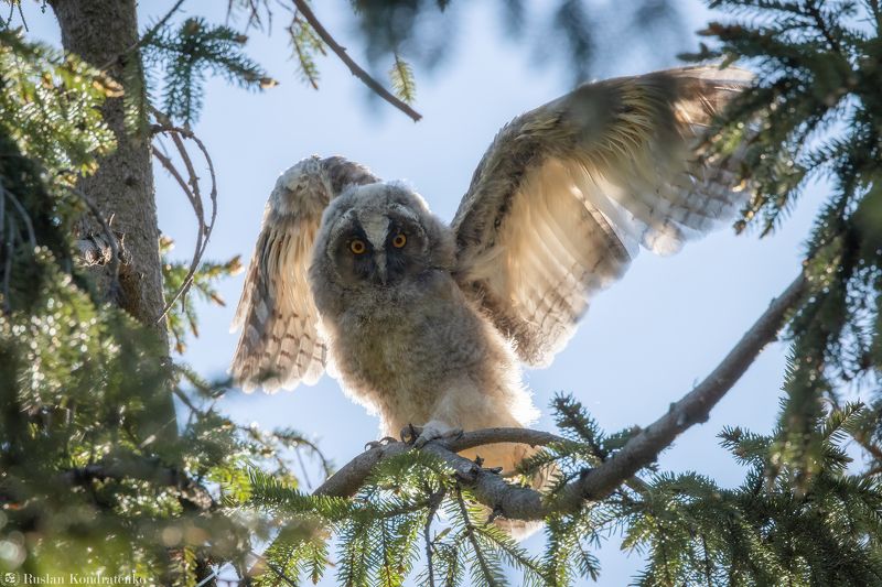 ушастая сова, слёток, слеток, птенец Слёток ушастой совыphoto preview