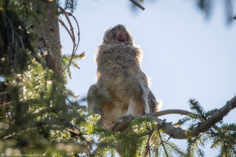 ушастая сова, слёток, слеток, птенец Слёток ушастой совыphoto preview