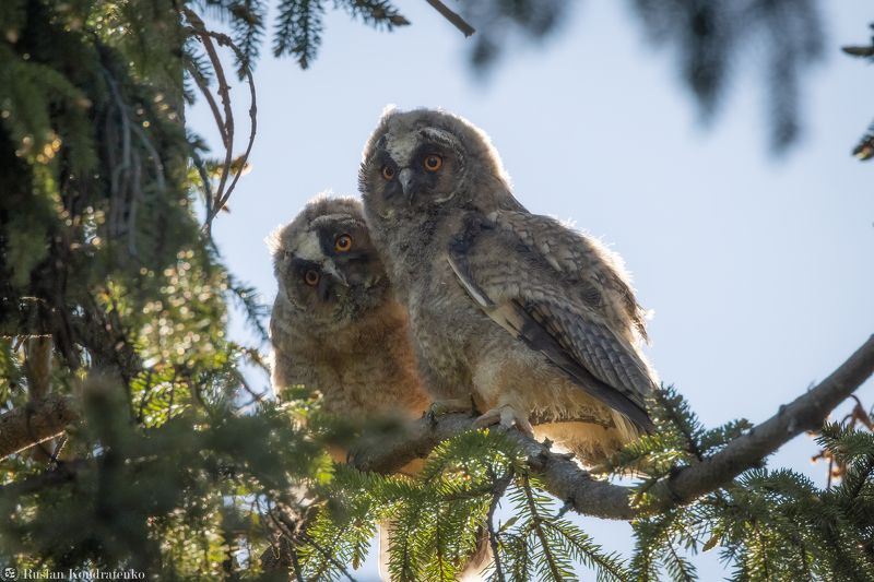 ушастая сова, слёток, слеток, птенец Слёток ушастой совыphoto preview