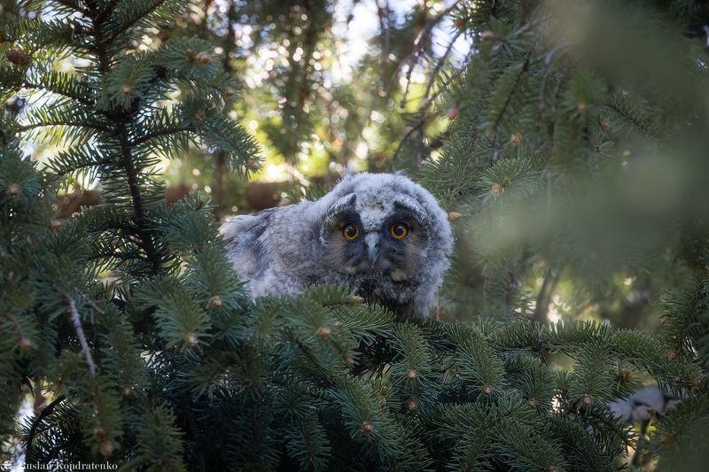 ушастая сова, слёток, слеток, птенец Слёток ушастой совыphoto preview