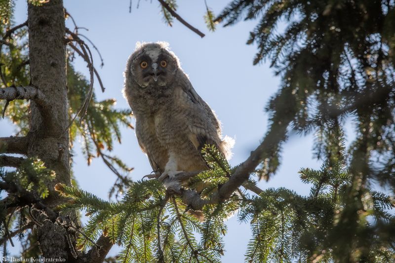 ушастая сова, слёток, слеток, птенец Слёток ушастой совыphoto preview