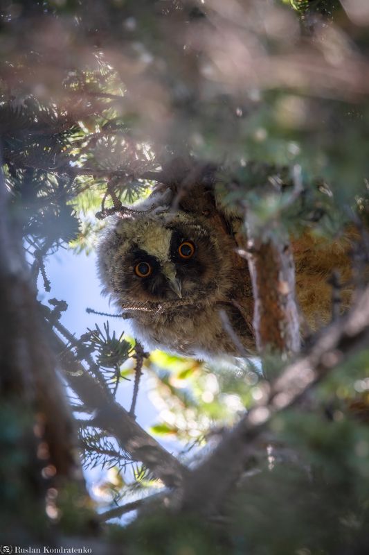 ушастая сова, слёток, слеток, птенец Слёток ушастой совыphoto preview