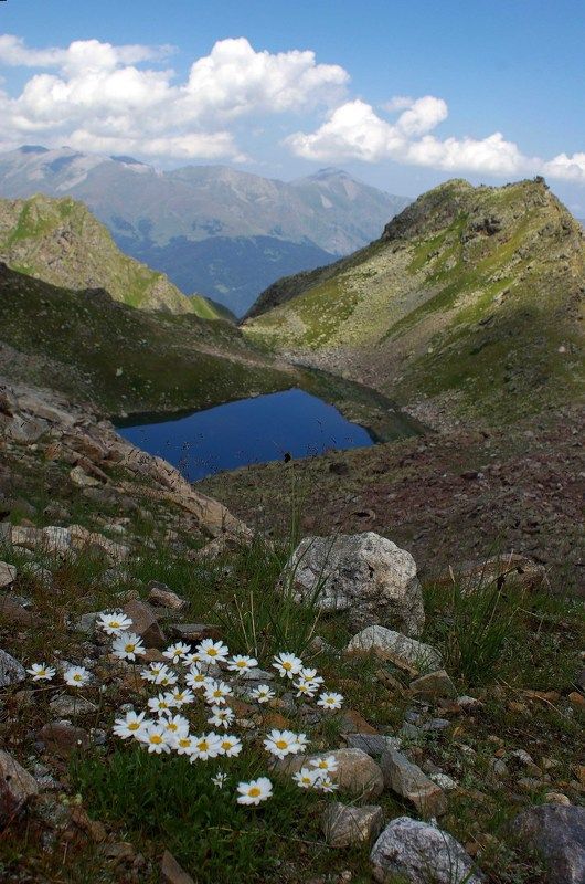 архыз Ромашки ... фото превью