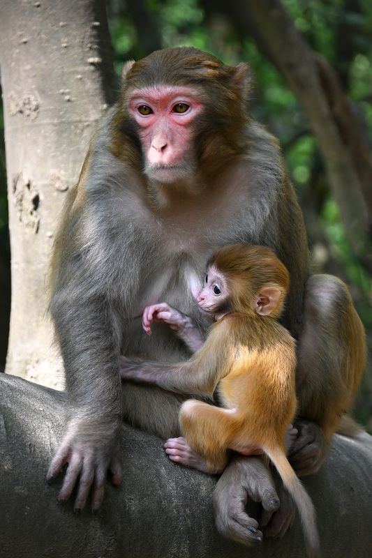 Держась за мамуphoto preview