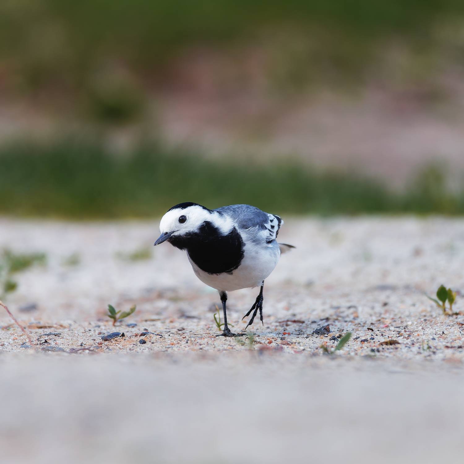 , Загруев Михаил