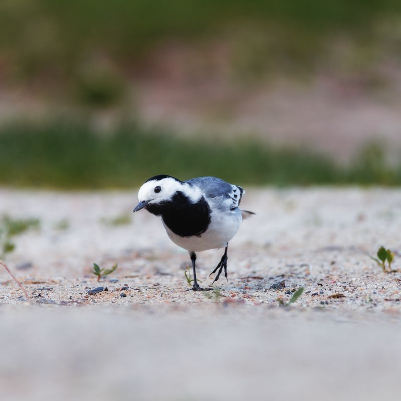 Чик-Чирикай сюда. малец фото превью