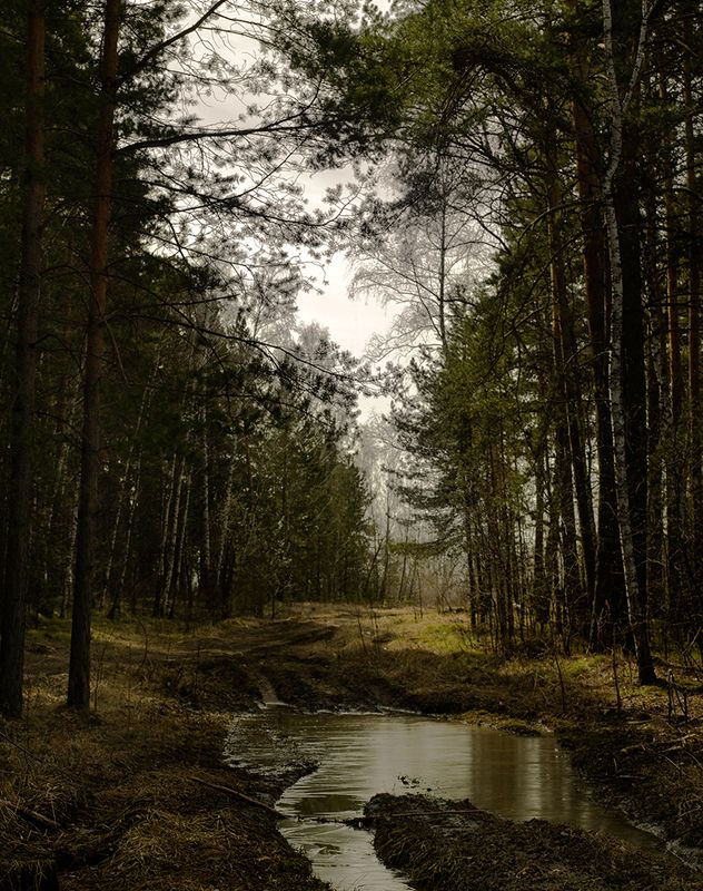 Утро в лесуphoto preview