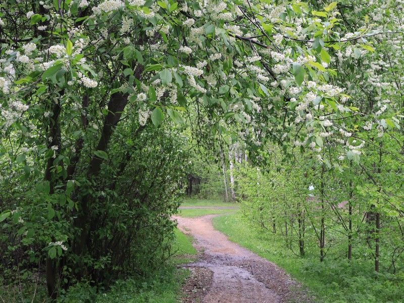 природа,весна,растения,черёмуха Весной фото превью