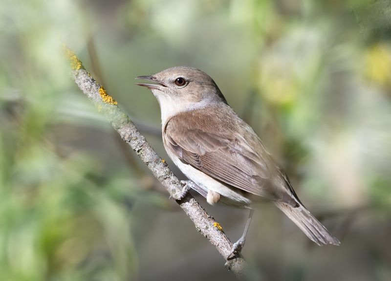Садовая Славка Sylvia borinphoto preview