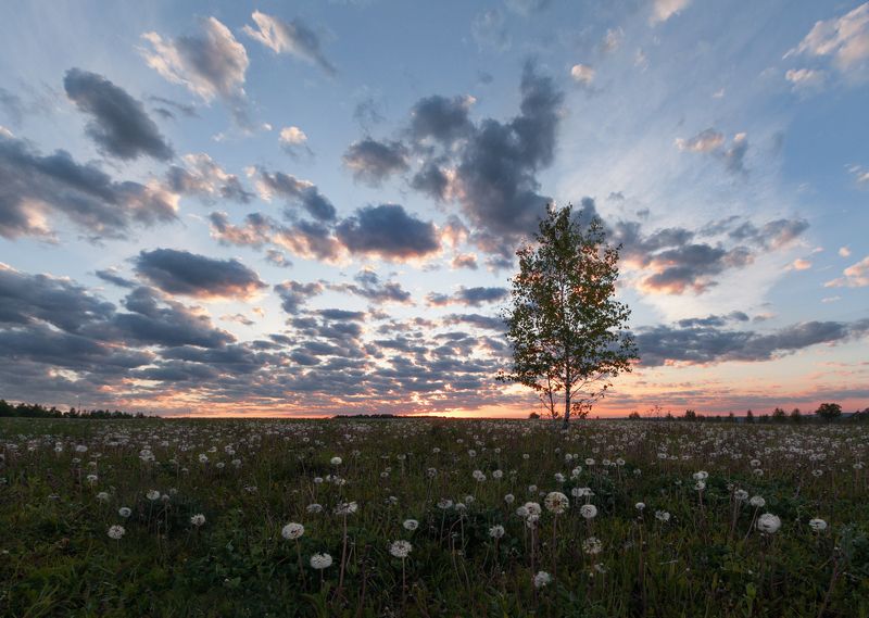 #пезаж #весна #рассвет #утро #облака #одуванчики photo preview