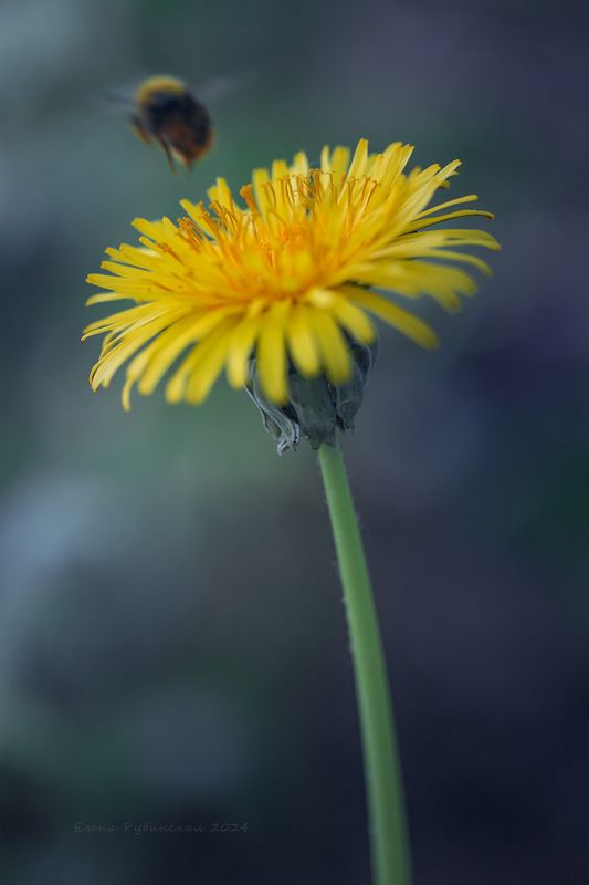 Одуванчикphoto preview