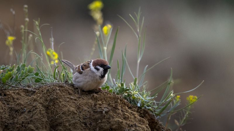 фотоохота, воробей Воробей.photo preview