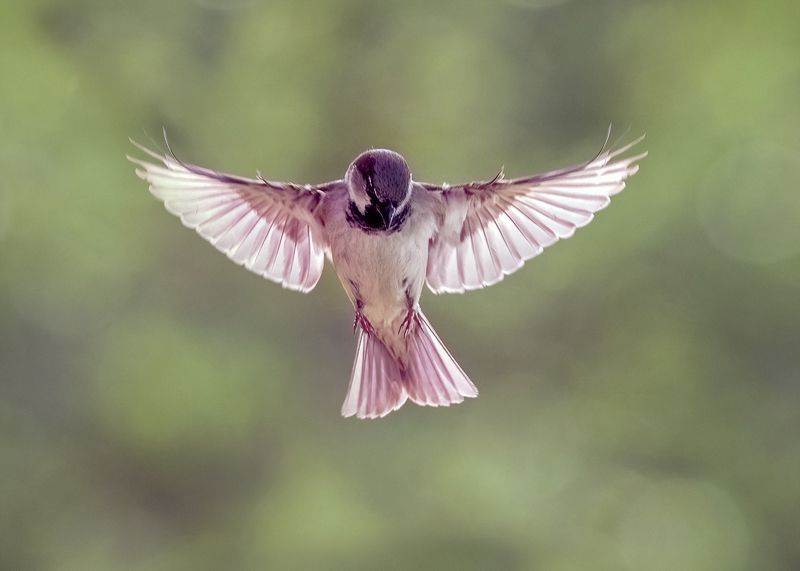 Просто воробейphoto preview