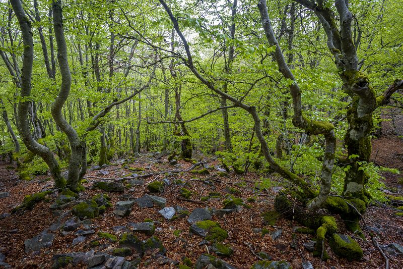 photo, photography, picture, land, landscape, nature, spring, river, color, mood , colorful, snow, winter Spring Songphoto preview