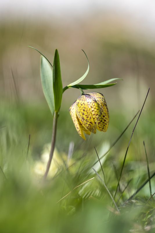 природа кавказа, цветы плато лаго-наки, первоцветы, рябчик Просто рябчикphoto preview