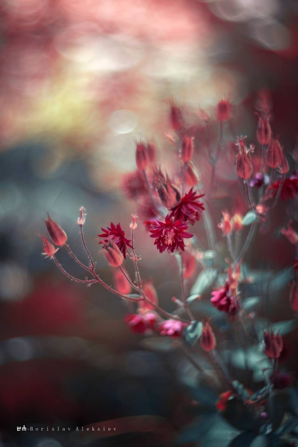 bokeh,flowers,dark,light,exterior,nature,red,green,, Алексиев Борислав