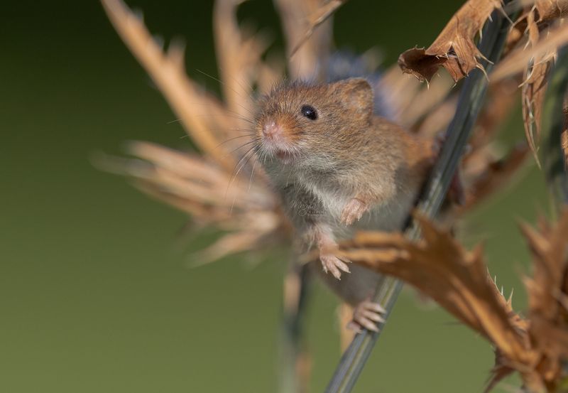 harvest mouse, mouse, rodent, animals, nature, wildlife, canon Harvest Mousephoto preview