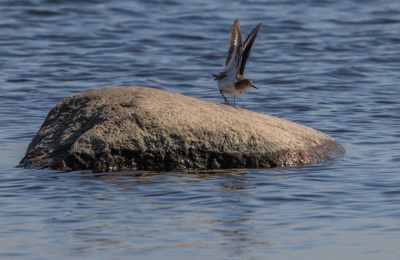 кулик, перевозчик, камень, вода, взлет, крылья Пошаговая инструкция - как взлететьphoto preview