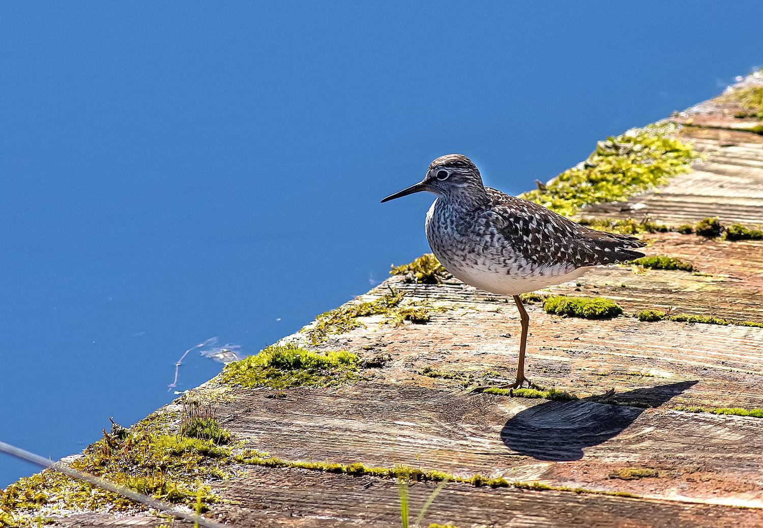 Одноногий кулик. Автор: Широких Александр кулик, птицы, фифи, май, озеро, заповедник, Широких Александр