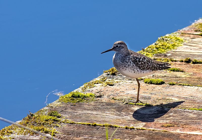 кулик, птицы, фифи, май, озеро, заповедник Одноногий куликphoto preview