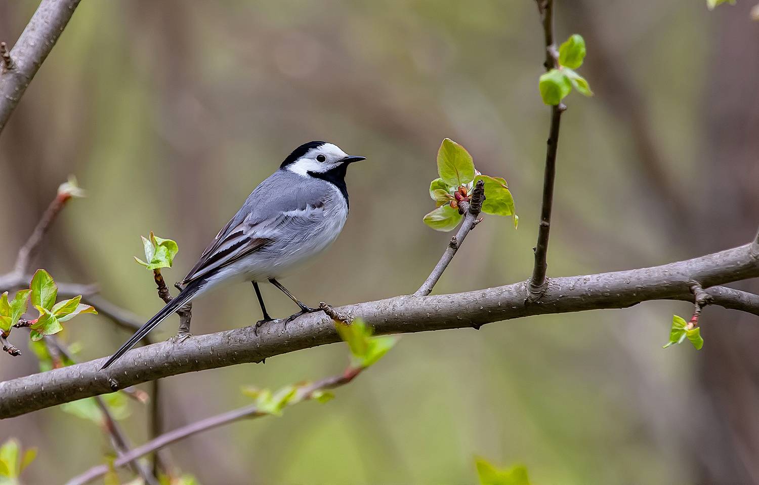 птицы, трясогузка, май, холодная весна, Широких Александр