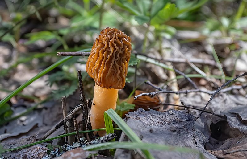 грибы, аскомицеты, сморчковая шапочка, лес, весна Сморчковая шапочкаphoto preview