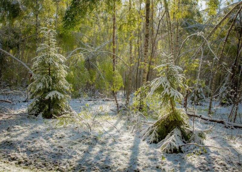 май весна снег причуды природы утро серково Майская дискотекаphoto preview