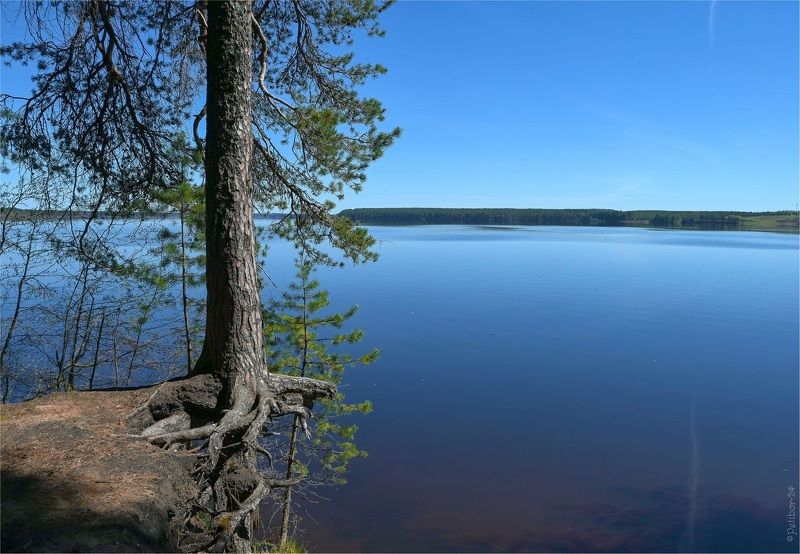 север, сосны, небо, синее, пруд, озеро, берег, борьба, жизнь, горизонт \