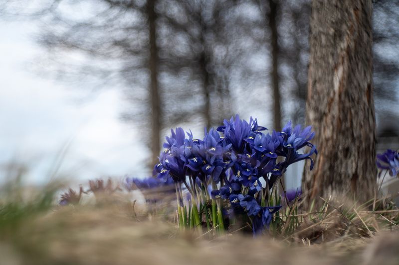 ирис весна пейзаж природа Про ирисыphoto preview