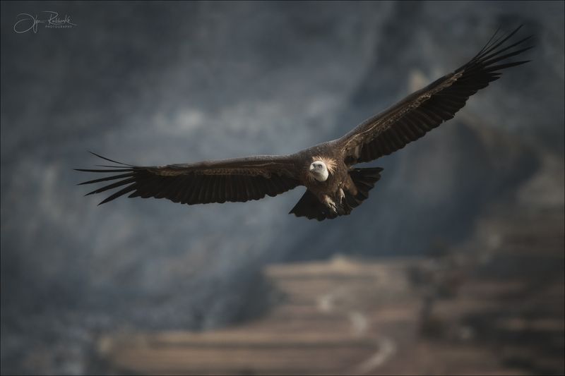 кавказ, дагестан, кудали, салта, белоголовыйсип, сип, природа, телевик, tamron150-600 Повелитель неба фото превью