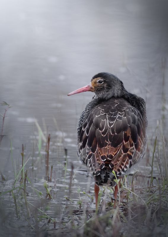 Турухтан Calidris pugnaxphoto preview